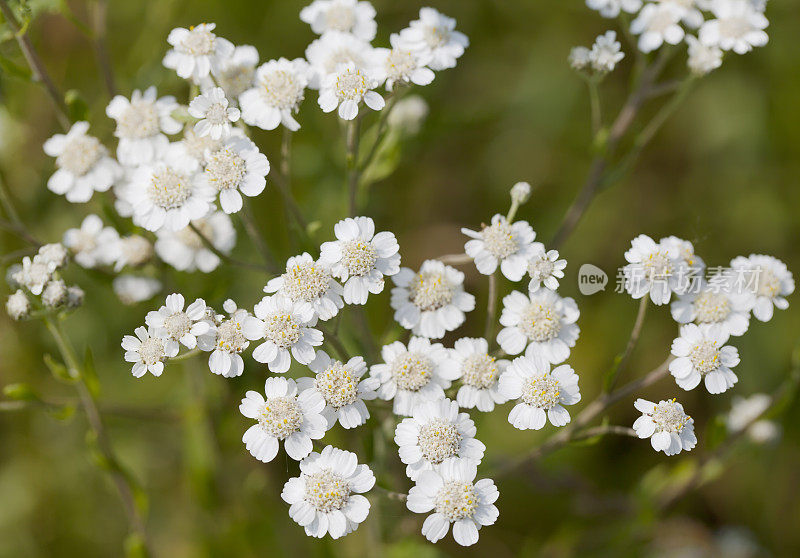 Sneezewort ptarmica耆()